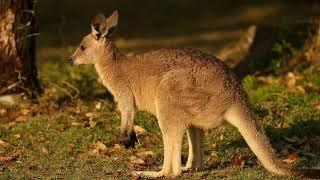 Winter Wildlife: Down Under | Australia   | Wild Travel | Robert E Fuller