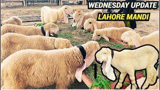 Shahpur Kanjra Mandi Lahore 2024| Wednesday Update| Kajlay Chatry 2025| Bakra Mandi Lahore 2024