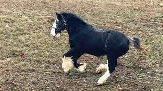 We Are Seeing Improvement In Luna!! Clydesdale Horse Rehab🫶