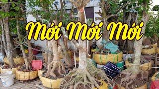 Phôi mai vàng đẹp mới nhất | bonsai can tho