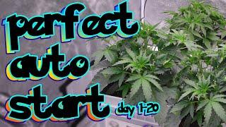 TURBOCHARGE AUTOFLOWERS THE PERFECT START DAY 1-20 - How To Grow Weed Autoflowers Easy First Time