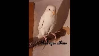 red eyes albino budgie