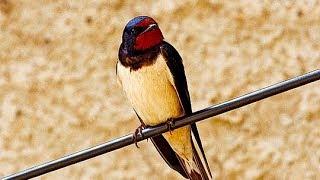 Barn swallow (Hirundo rustica) ⁴ᵏ ᵁˡᵗʳᵃ ᴴᴰ