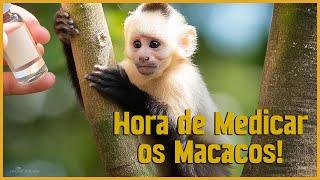 Vermifugação dos Macacos. Veja Como Superei este Desafio! #macaco-prego