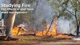 Studying fire in Kings Park