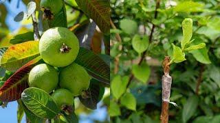 Guava tree grafting techniques -  grafting fruit trees | How to grow guava tree