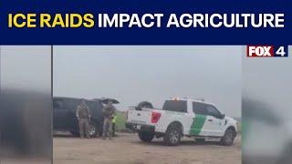 Immigration enforcement takes toll on Texas agriculture