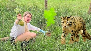 STINKY SURPRISE HIDING IN MY LEOPARD ENCLOSURE!