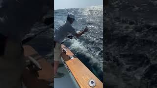 Big yellowfin coming over the side out of Oregon Inlet, NC.