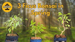 Preparing Ficus Bonsai for Spring Growth: 3 Tree Edition