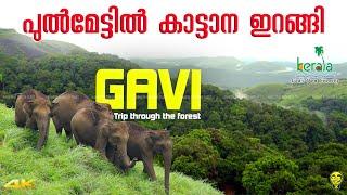 തൊട്ടുമുമ്പിൽ കാട്ടാന കൂട്ടം️Gavi Forest Trip - 3 ,Pathanamthitta, Kerala | Ramesh & Suresh Vlogs