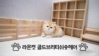 라온캣 고양이분양 골드브리티쉬숏헤어