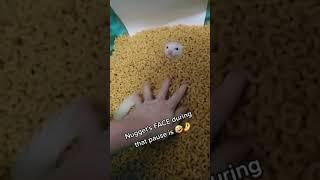 Macaroni & Nuggets