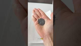 Should poppy seeds be illegal? 