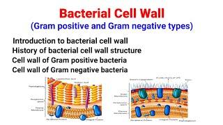 Bacterial Cell Wall | Gram positive & Gram negative bacteria cell wall| Structure|Salient features|