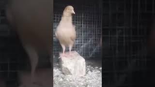 red king pigeon plz support me ️ love subscriber