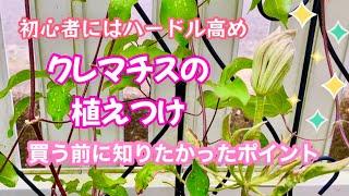 【ガーデニング】クレマチスの重要ポイントはこれだった️お庭の春の花が咲きました