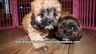 Shihpoo, Yorkie, Pomeranian, Bichon Poo, Puppies For Sale, Atlanta, Georgia Local Breeders