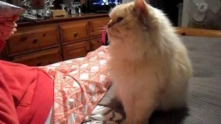 Jordan the cat goes crazy for cheezies