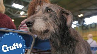 The Deerhound | Crufts Breed Information