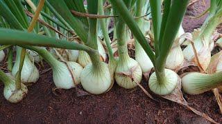 Como fazer plantio da cebola ( onion sowing )