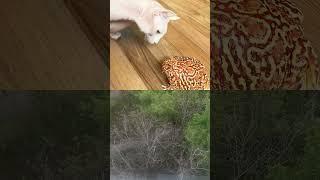 ЛЯГУШКА ХОЧЕТ КУШАТЬ