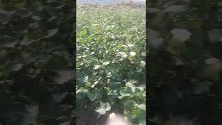 Cotton Cultivation #cottoncultivation #godkhali #vlog #bd #BD #shortvideo #bdshortvideo #jashorevlog