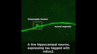 The movement of tau molecules in space and time within live neurons