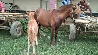 Baby Horse sell price in Tulshipur Gurar hat Bangladesh | Bipul Agro BD 2022