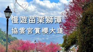 Slow tour of Shitan Xieyun Temple Cherry Blossom Trail｜Taiwan Miaoli Sightseeing Tourist Attractions