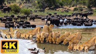 4K African Animals: Lake Manyara National Park - Scenic Wildlife Film With Calming Music