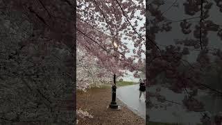 Spring In New York City  Central Park 