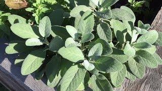 Drying and Propagating Sage From The Garden