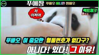 푸바오혈통번호없다구? 팩트체크! 아니다! 있다! 판다피아 찾아봤지만 없다! 그런데 왜 없을까? 찾았다 그 이유!