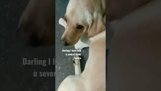 wats ur drm job?? #puppy #mike #lab #shorts #https://youtube.com/channel/UC3bqUS-9VYZGoPLfDuugQWg