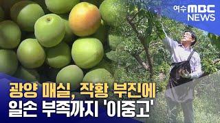 광양 매실, 작황 부진에 일손 부족까지 '이중고' -R (250611수/뉴스데스크)