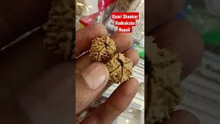 Guari Shankar Rudraksha Nepali #ask #shorts #viral #rudraksha #viralshots #viralvideo #kheteshwar