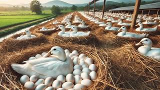 How to Raise Ducks Effectively - Harvesting Duck Eggs - Duck Egg Farm Business.