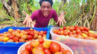 AMAZING!! Fruits and Vegetable BOSS!! Tomatoes, Melon, Lettuce, Cabbage, Sweet Pepper + More!!