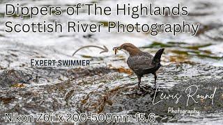 Dipper Photography on Scotland's Rivers | Nikon Z6ii and The WILD Cairngorms