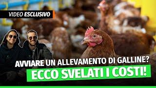 Quanto costa avviare un allevamento di galline?