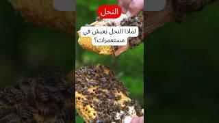 لماذا النحل يعيش في مستعمرات؟  | أسرار مستعمرات النحل وحقائق مذهلة عن النظام في عالم الحشرات! #ترند