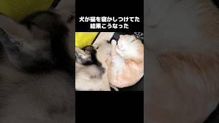 犬が猫を寝かしつけてた結果こうなった...#猫 #犬と猫