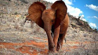 Rescue of Orphaned Elephant Busara | Sheldrick Trust