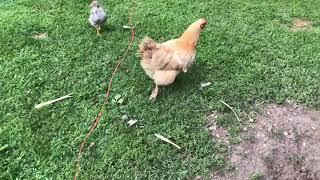 The chickens eating free bread