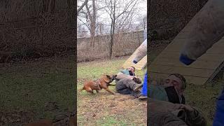 Malinois Hard attacks the enemy.  Dog training.  GUARD.  Odessa 2024.