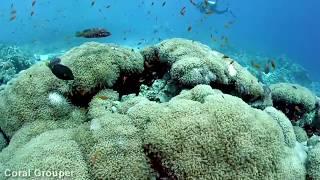 Sharm El Sheikh Camel Dive   Part 3