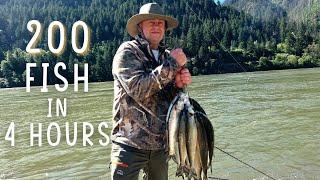 Non-Stop Action, Columbia River Shad Fishing {Catch Clean Cook}