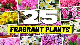 SCENT-SATIONAL! Top 25 Fragrant Plants for an AMAZING Garden  