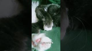 Let me sleep  #funnycats #catshorts #cutecat  #catvideos